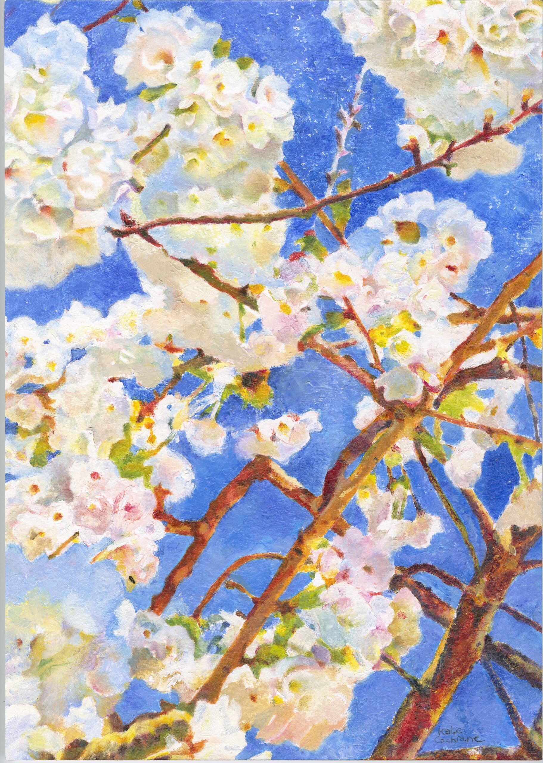 Cherry-Blossom-on-Locks-Hill White Cherry Blossom