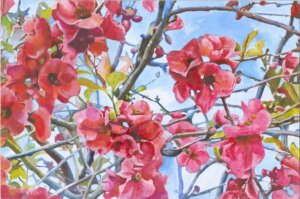 Red Japonica