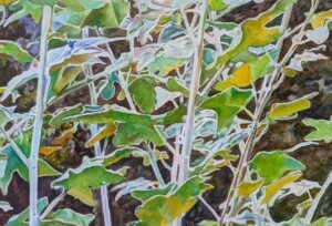 White Poplar Leaves
